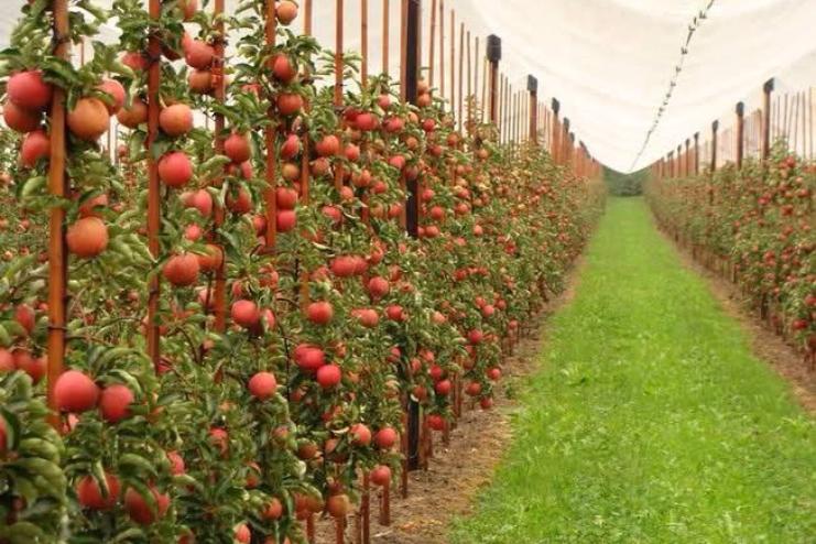 На Одещині з’явиться яблунево-грушевий сад, який розкинеться на 12 га землі